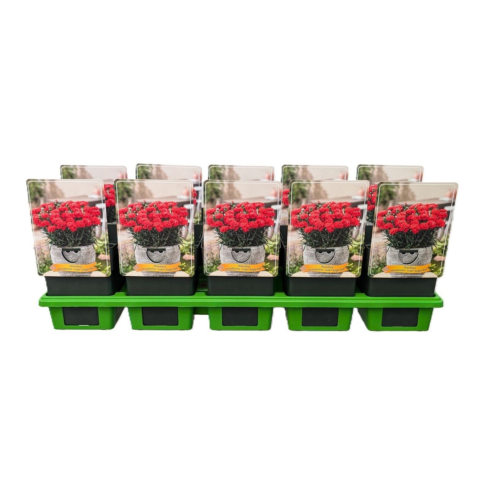 Dianthus caryophyllus Code ® 'Bright Red' P11, D 11