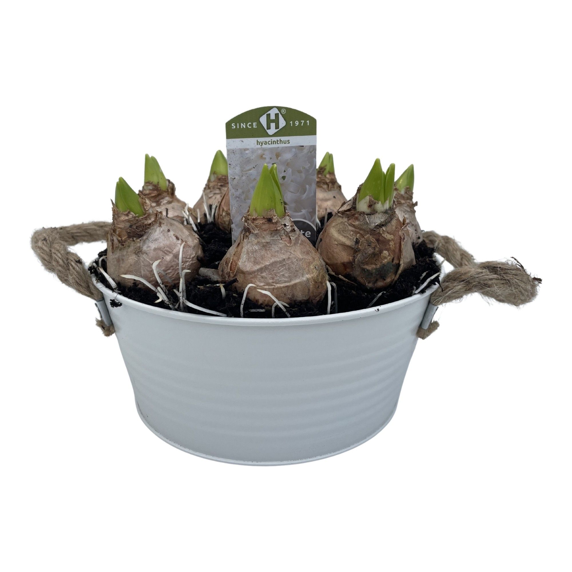 Zink Wit Rond 22 cm. Hyacint Mix, D 22 cm