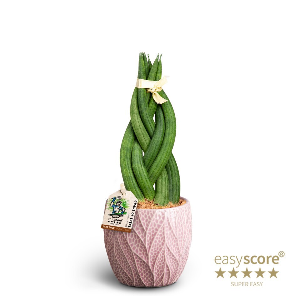 Leaf Rosa, Sansevieria ´Braid´, D 10