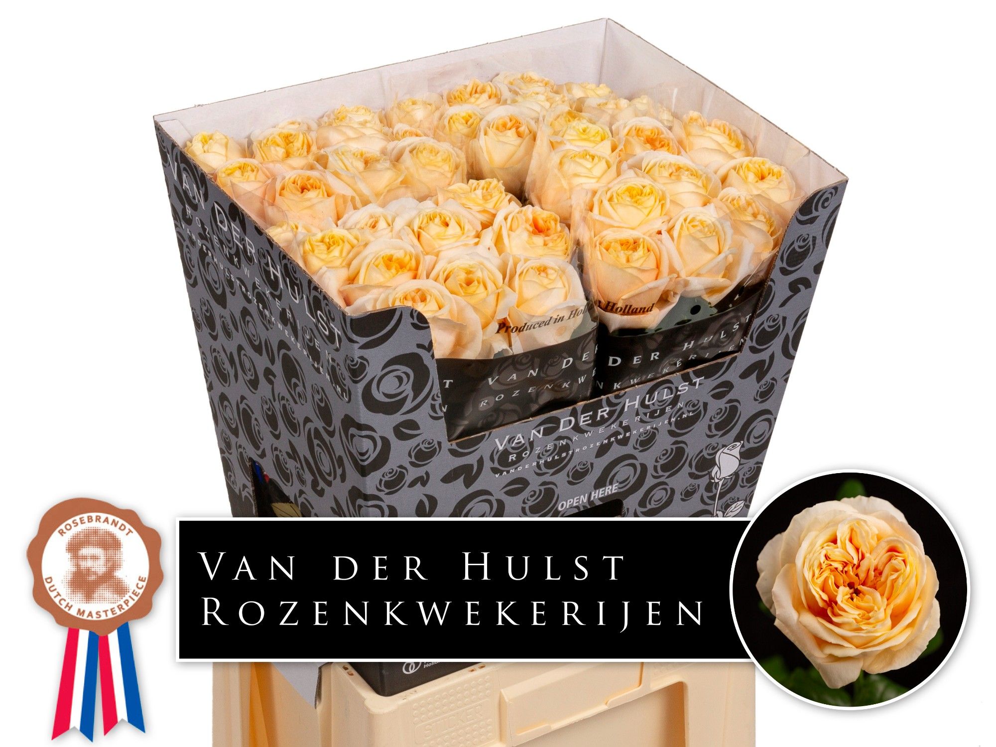 Роза од. Лондон Тауэр 70, шт.