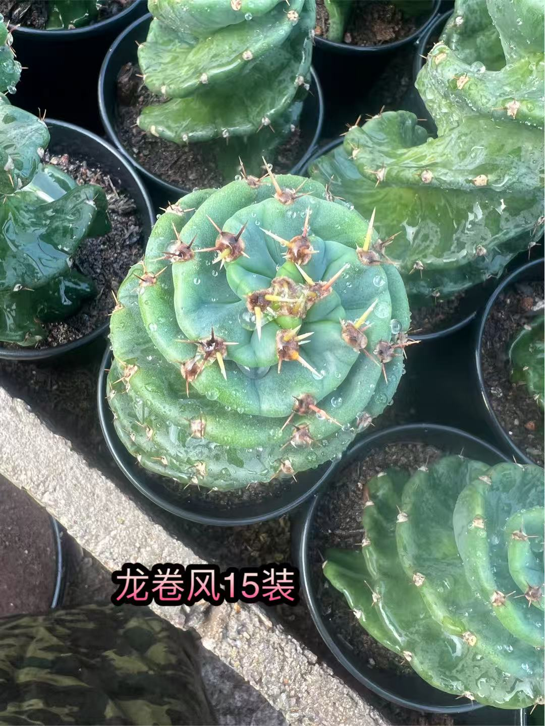 кактус Торнадо 13 13