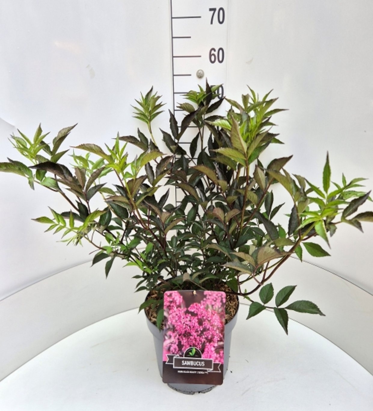 Sambucus nigra Black Beauty, D 28