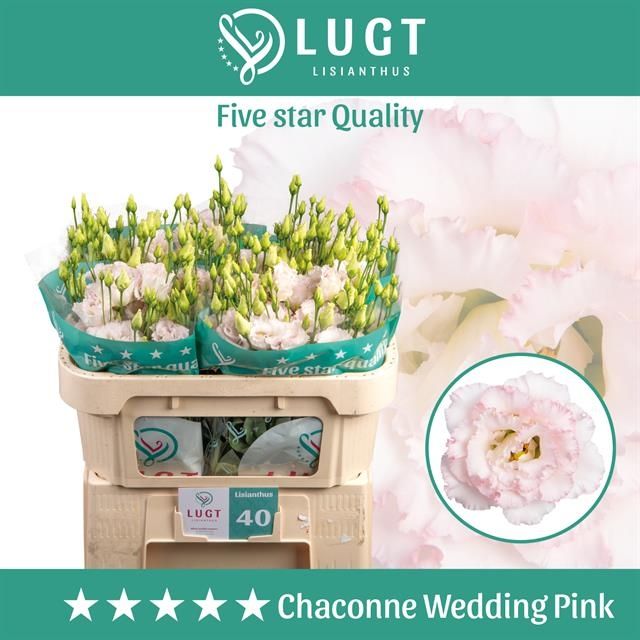 Эустома Чаконе Вэддин Пинк 70 (светло-роз.), шт.