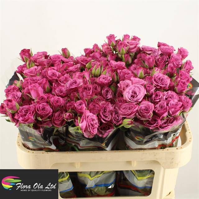 Роза куст. Фикшн 70, шт.