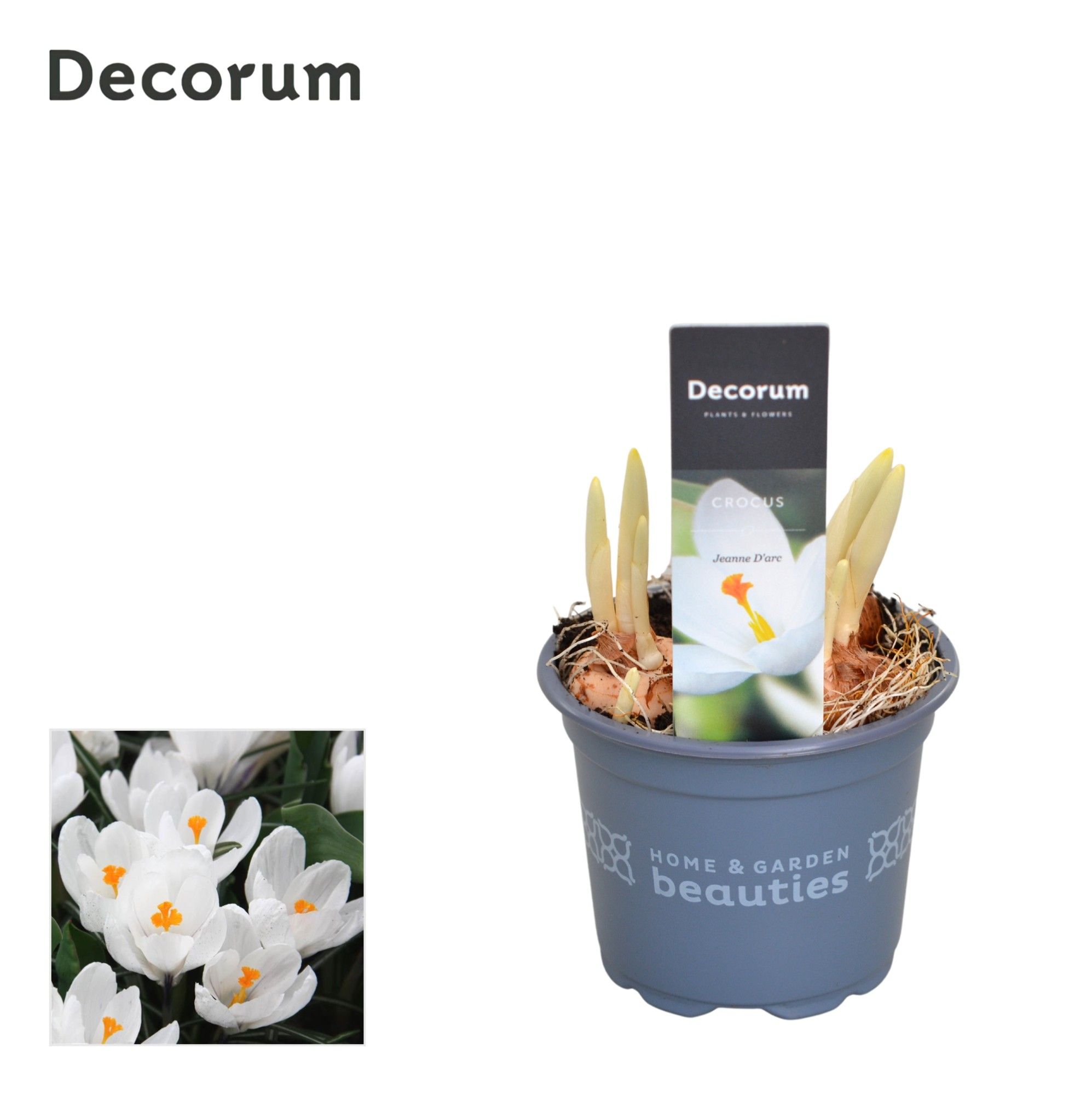 Crocus Jeanne d'Arc, D 9