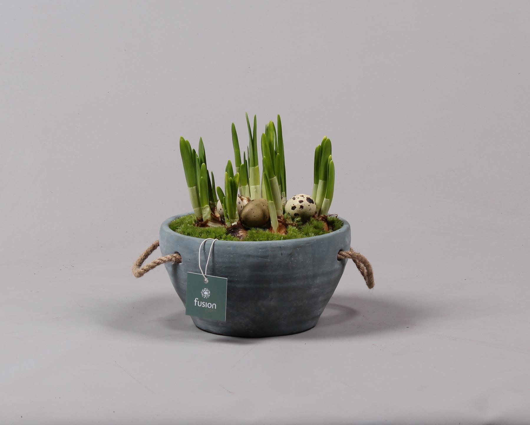 Cement pot met handvaten en Narcis, D 18