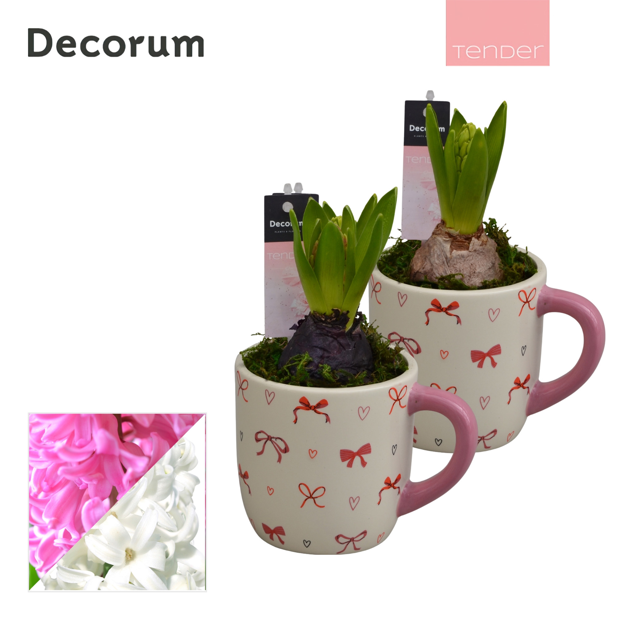 Hyacint Cup of Cute HL15634 [TENDER], D 9