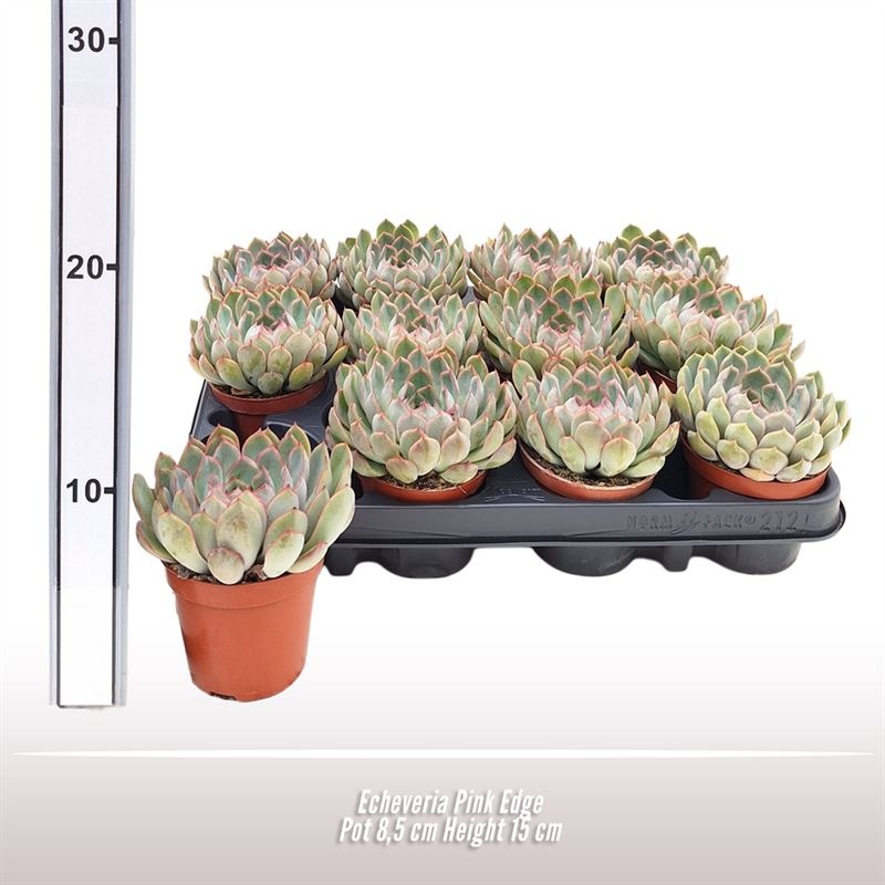 Echeveria Pink Edge, D 8,5