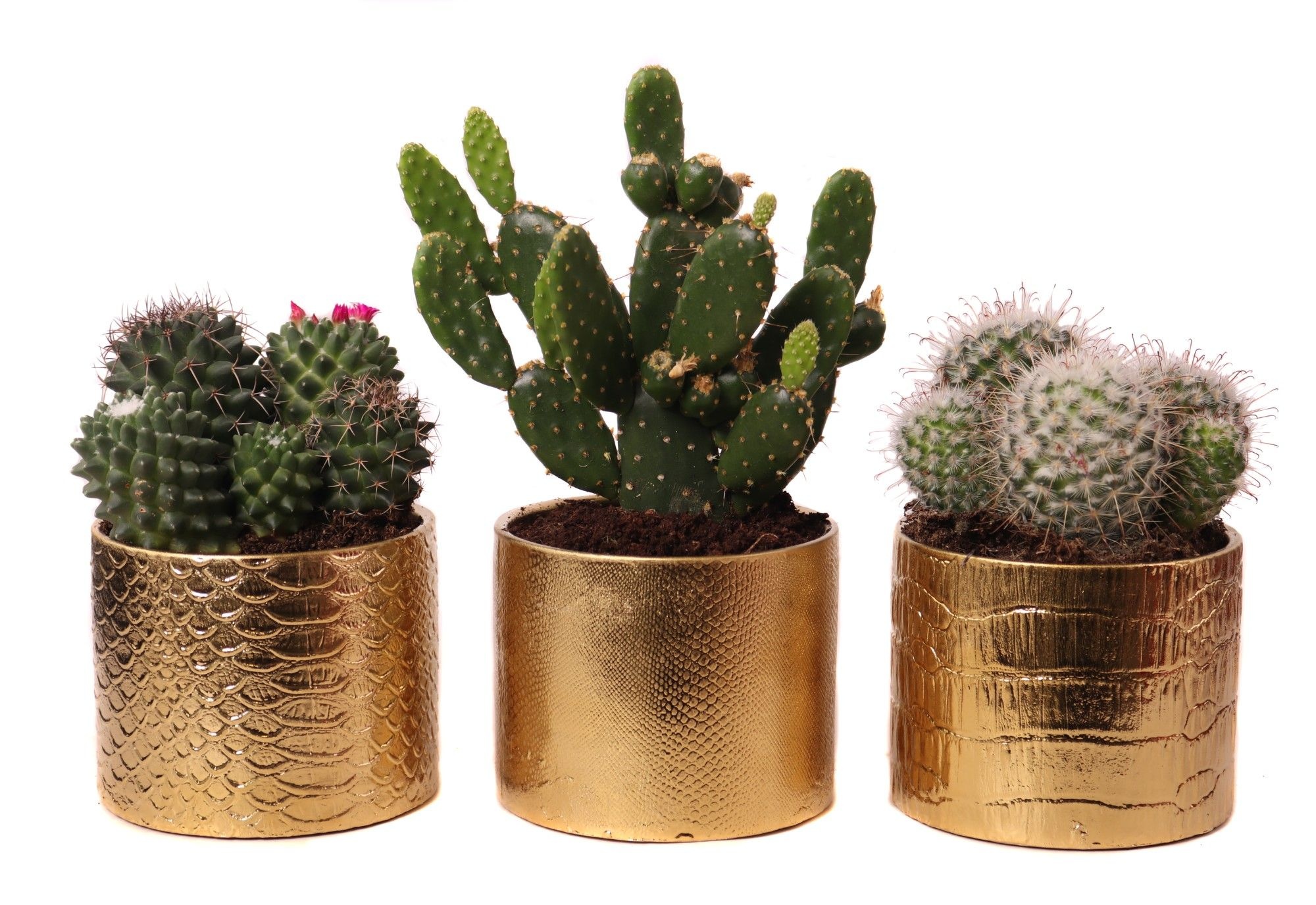 Cactus mix 10,5 cm in egoli pot, D 12 cm