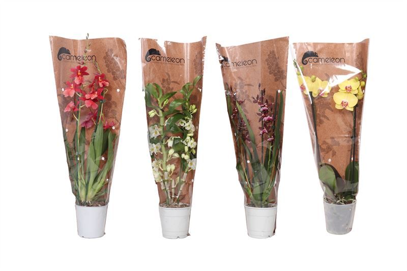 Orchideeen mix 2T met Phal in Cameleon sierhoes, D 12