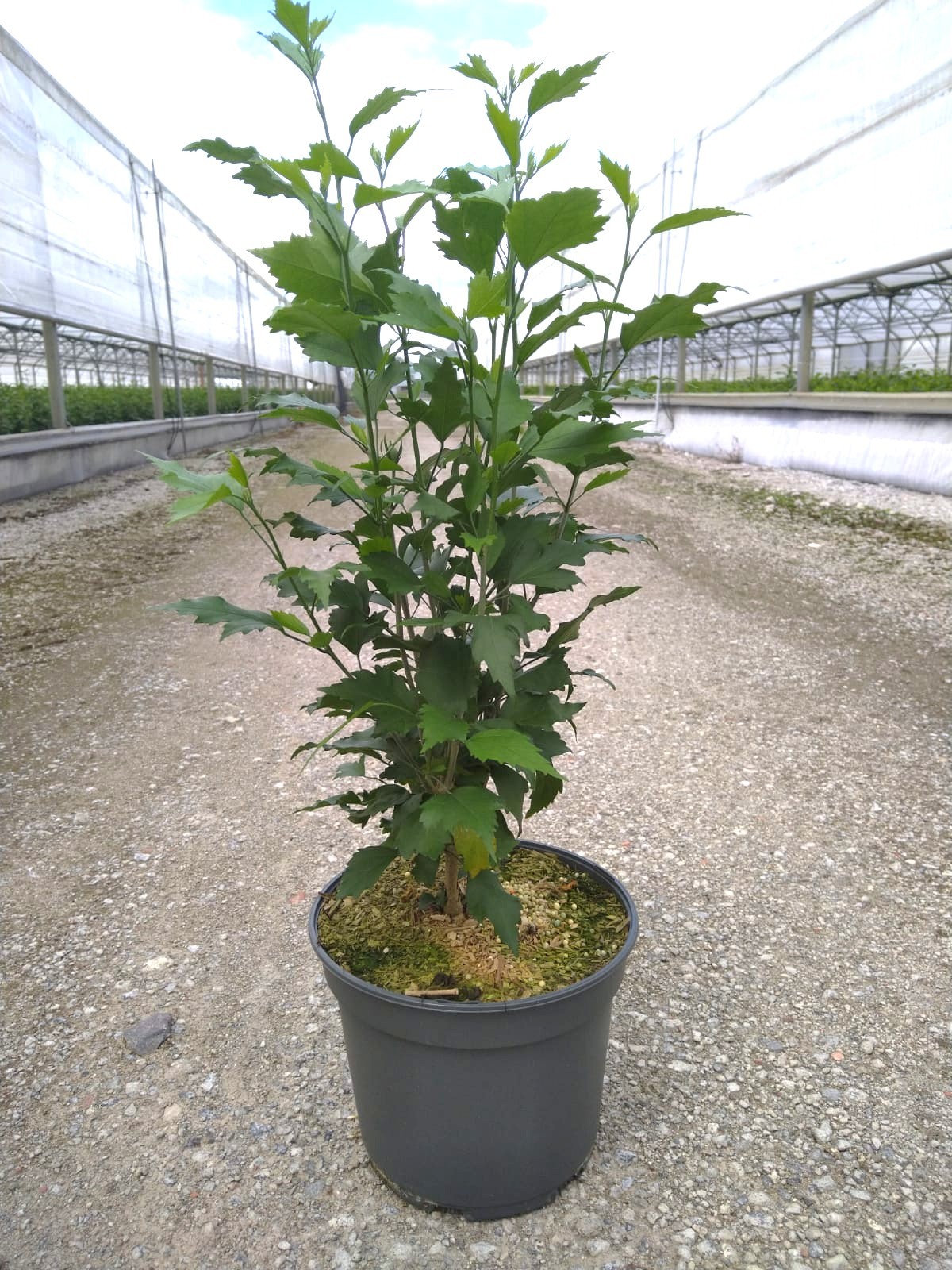 Hibiscus syr. Flower Tower Purple -R-, D 23