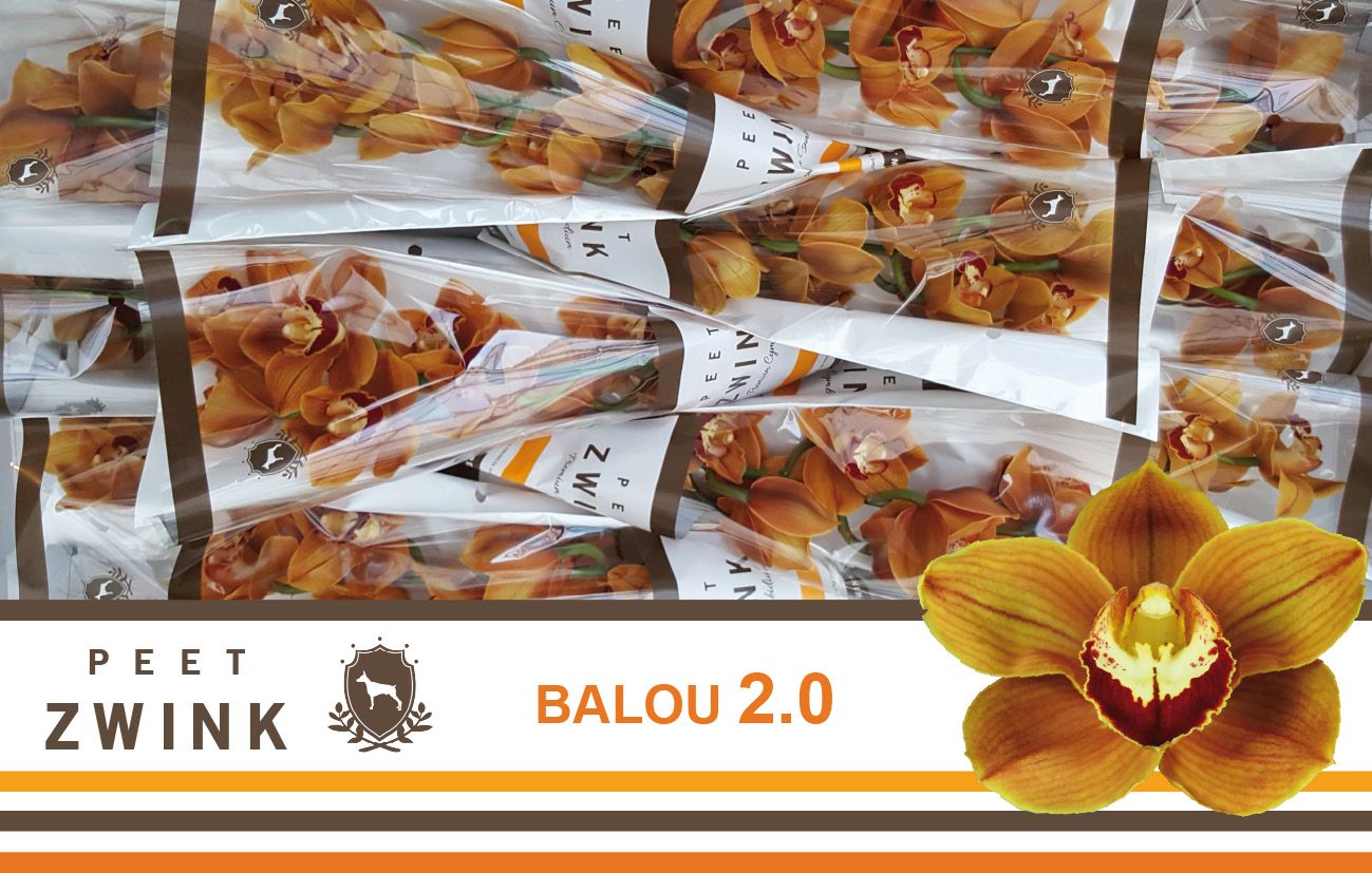 Цимбидиум Балу 2.0 x12 50, шт.