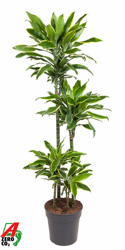 Dracaena Gold Coast 90-60-30-15, D 27