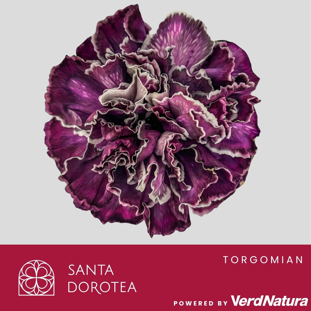 Диантус од. Овериг Крашеный (краш. ), шт.