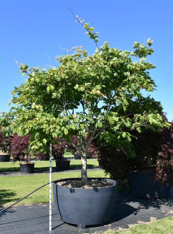 Acer japonicum 'Aconitifolium', D 140