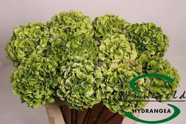 Гортензия Верена Классик 75 (зелено-красн.), шт.