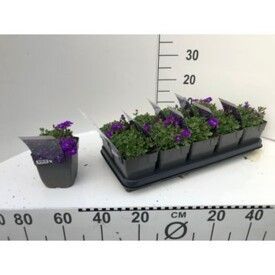 745 DVDS : 1L pot AUBRIETIA Burgundy Kitte blue, D 13