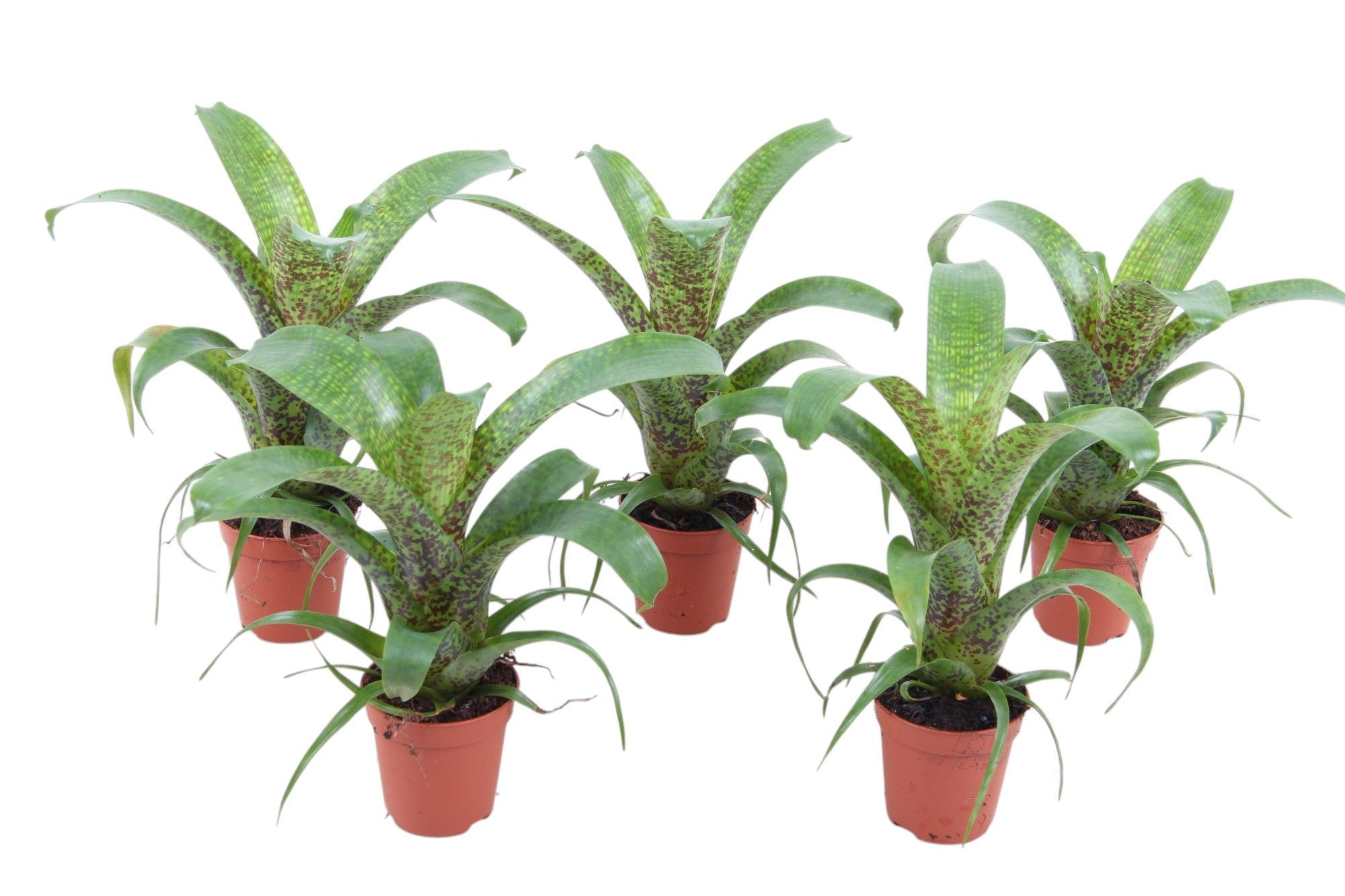 Vriesea Fenistrais, D 5,5