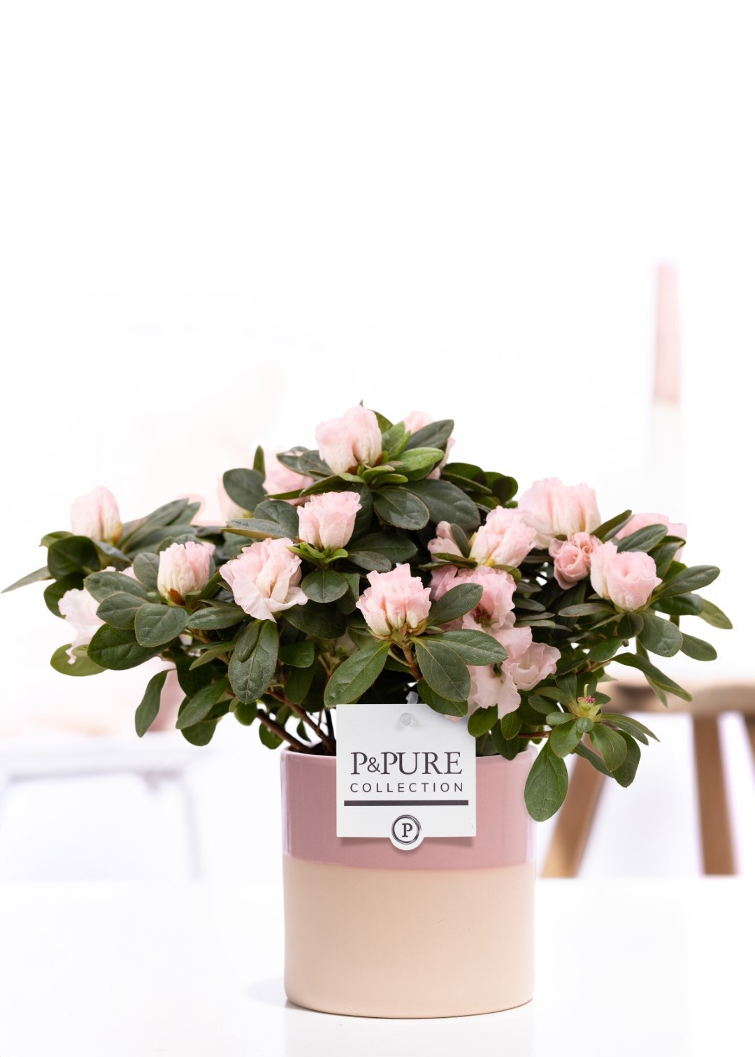 1st class Azalea pink in P&PURE Tess 2 ceramics pink, D 12