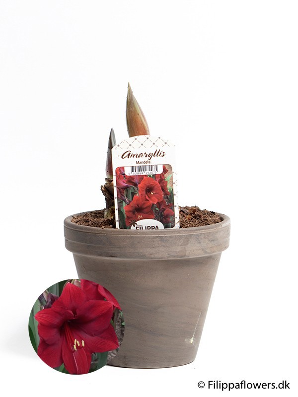 HIPPEASTRUM-HYBRID DARK RED, D 15 cm