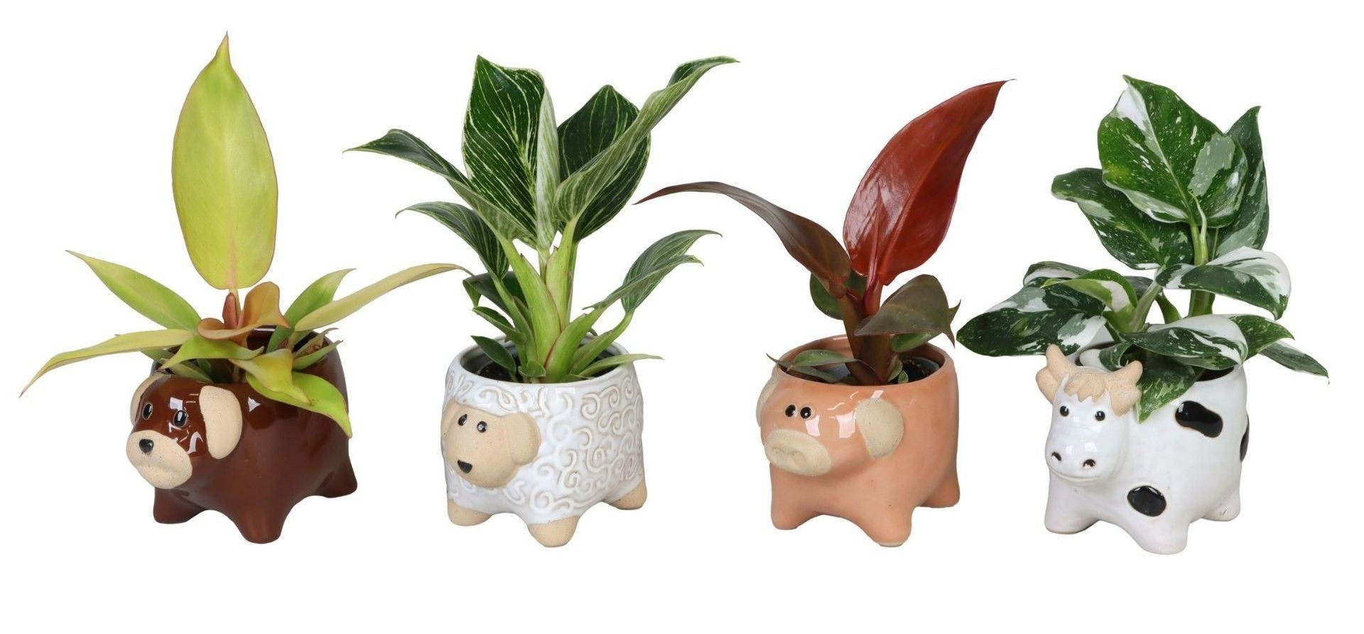 L 66616 with Philodendron Mix 6 cm, D 6