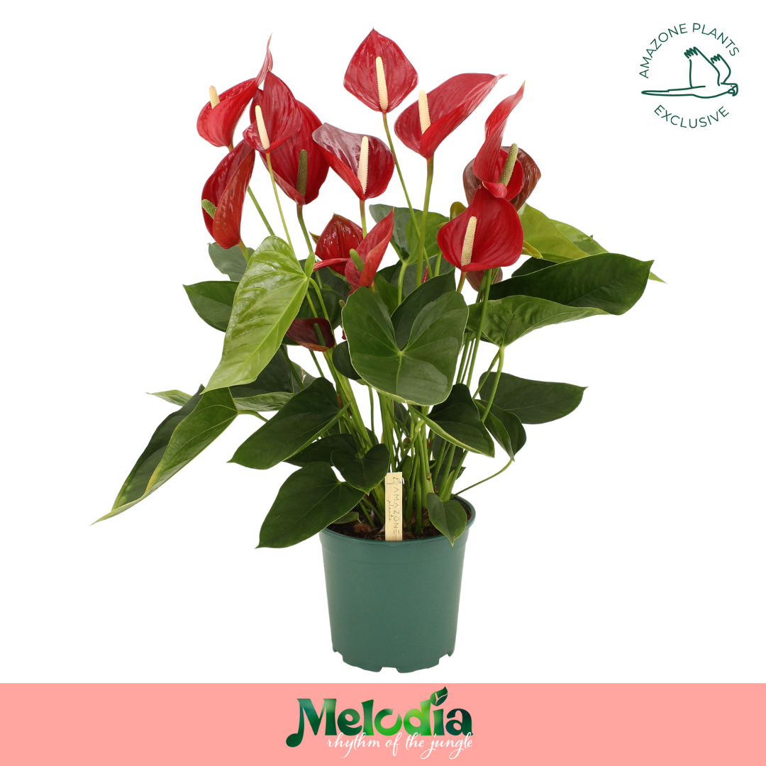 Anthurium Melodia Red 21cm, D 21