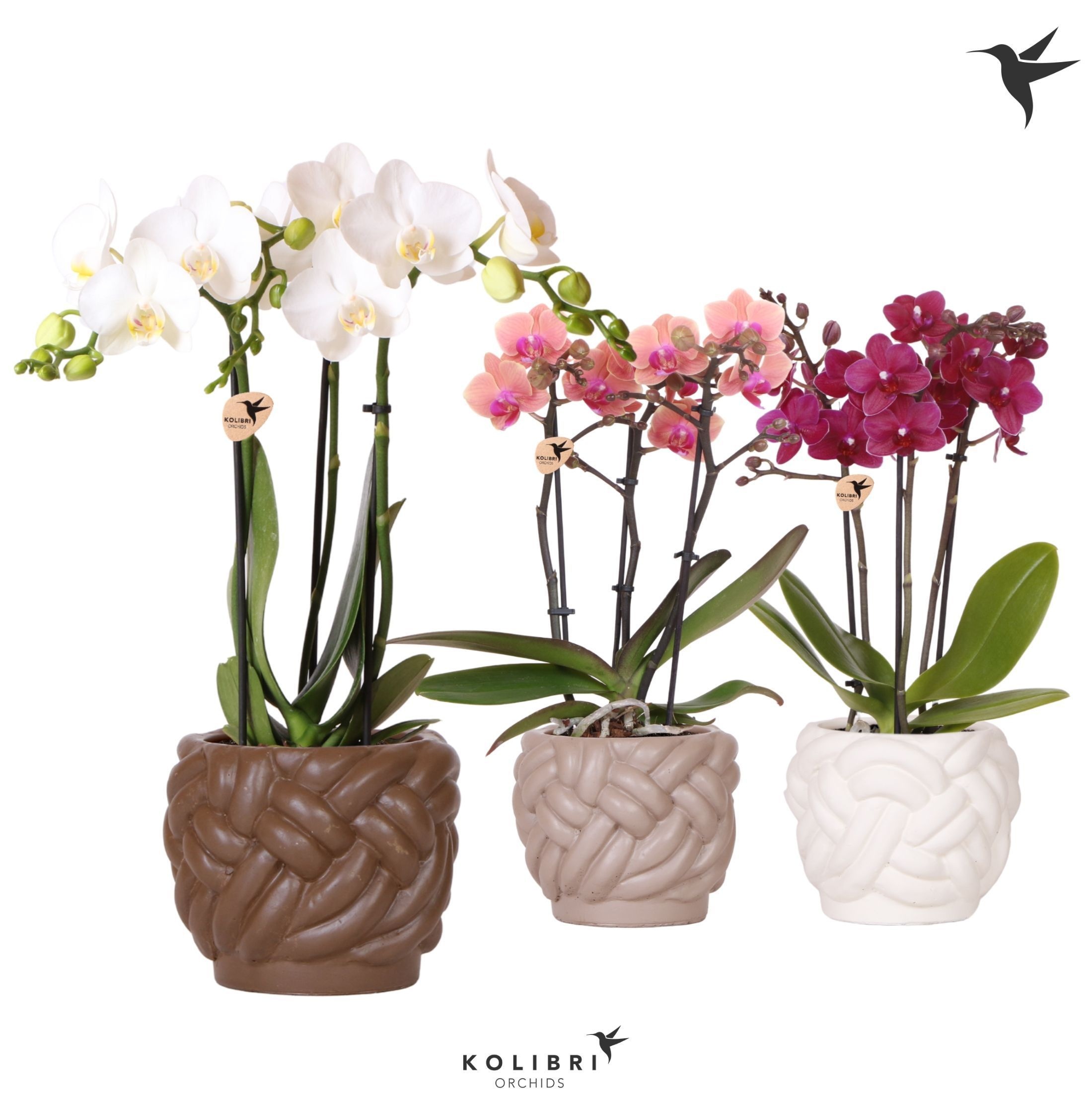 Kolibri Orchids Phalaenopsis mix 3 spike in Rope pot mix, D 9