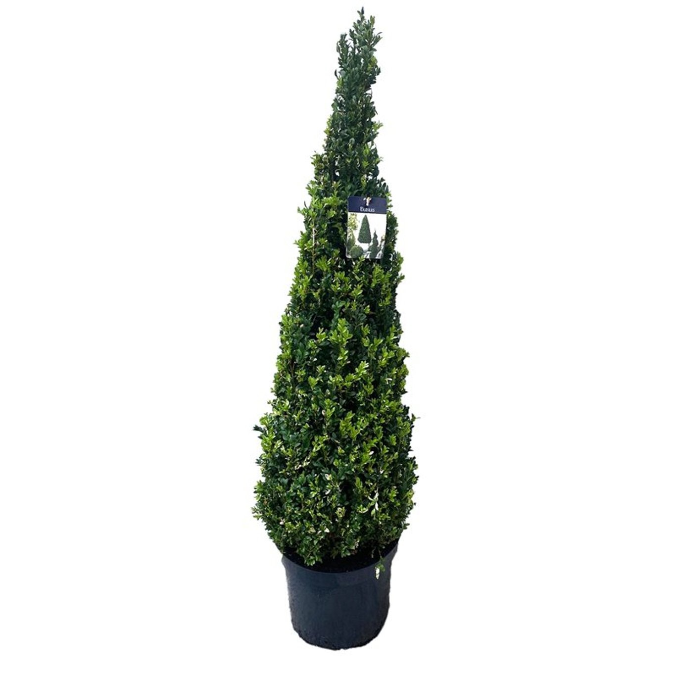Buxus semp. Pyramide 100-110 cm c12/p30, D 30