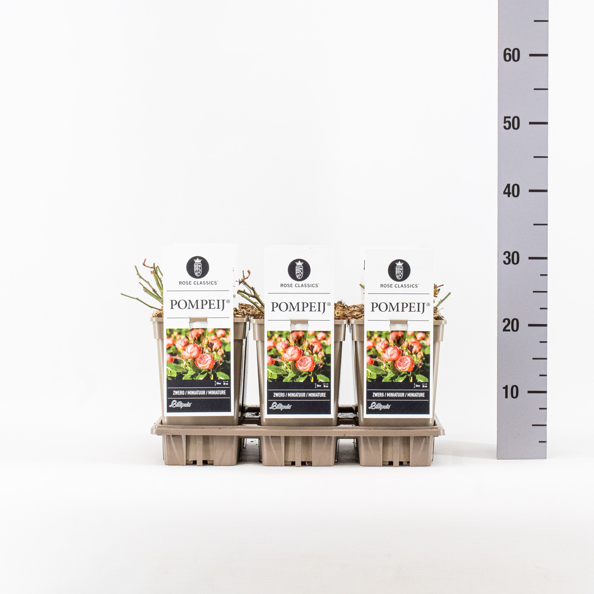 Rosa (M), Pompeji ®, C3, D 17