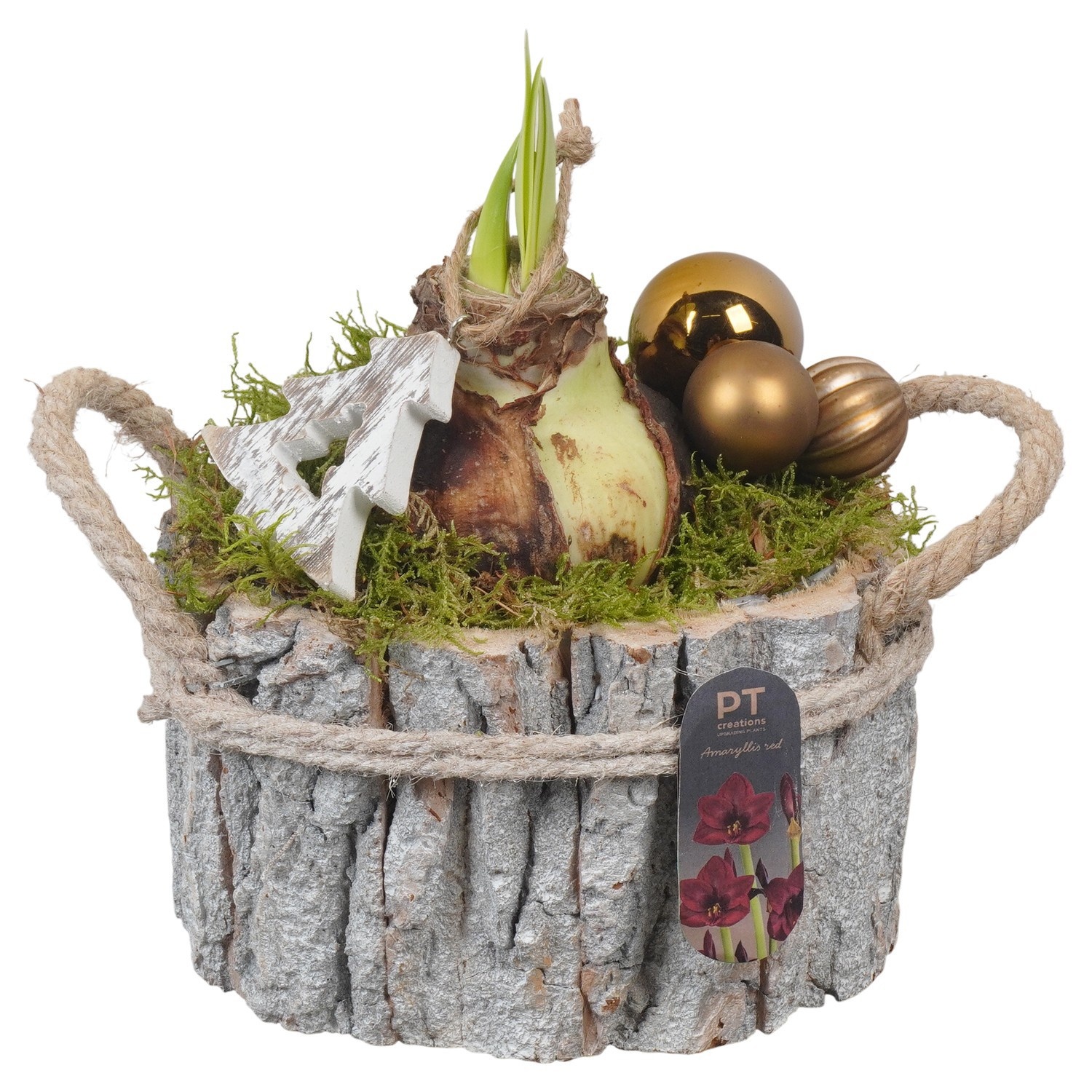 PTACH2547 Arrangement Amaryllis Christmas in houten pot, D 17