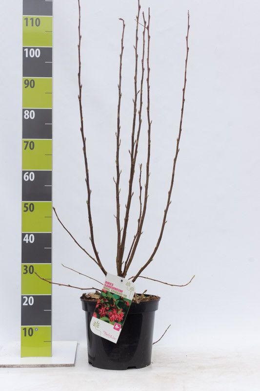 Ribes sang. 'King Edward' C 7,5 60-80, D 27