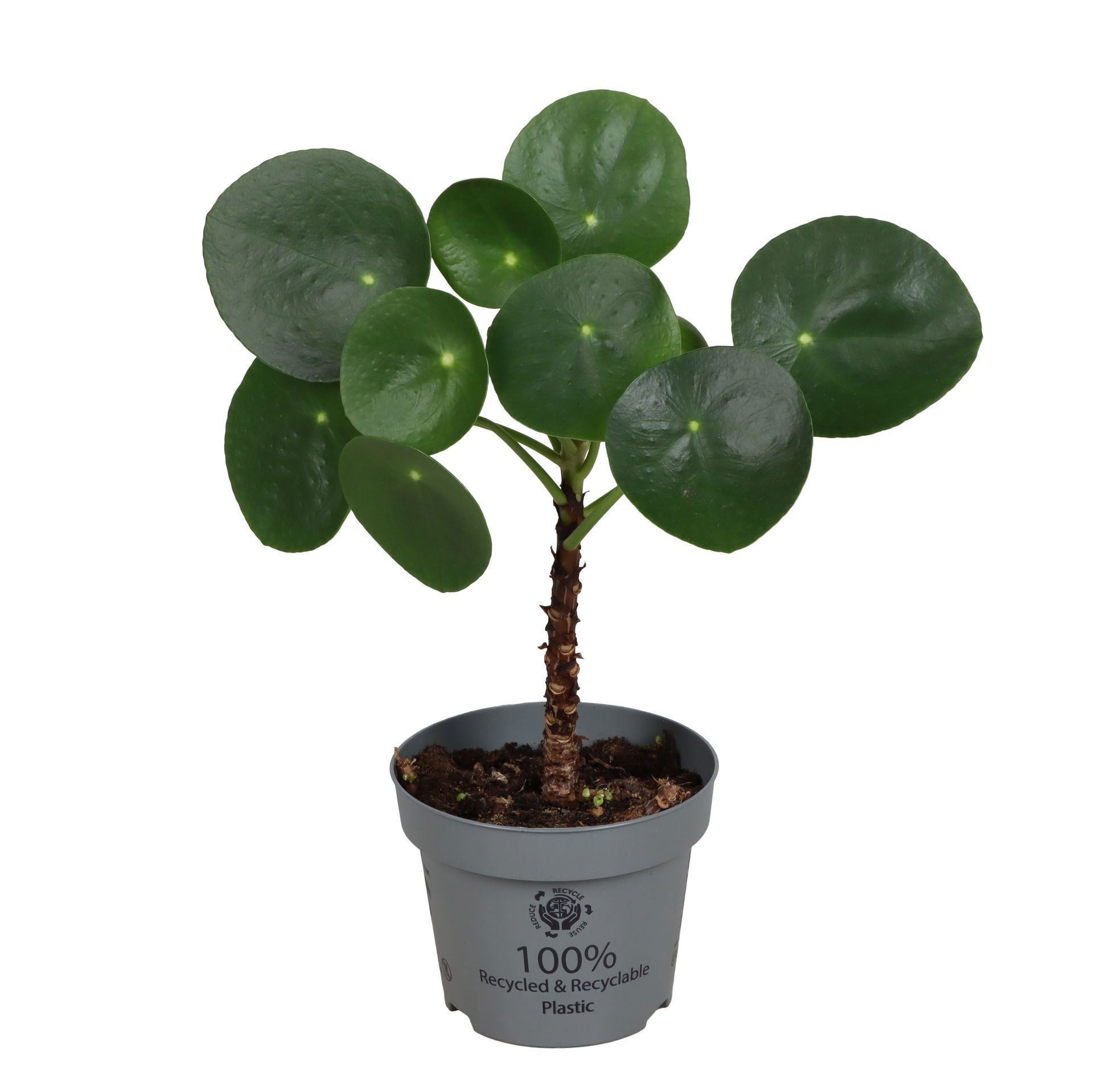 Pilea Peperomioides Cane 12cm, D 12