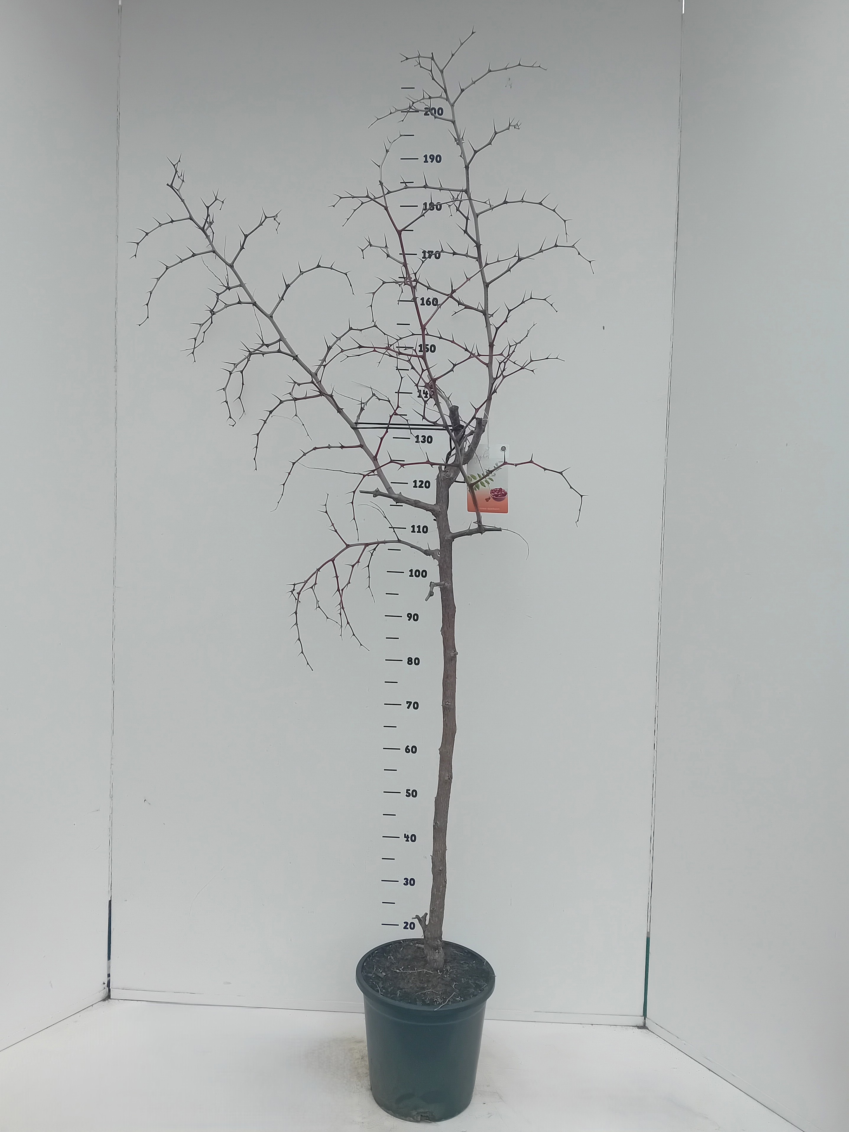 Zizipius jujuba, D 26 cm