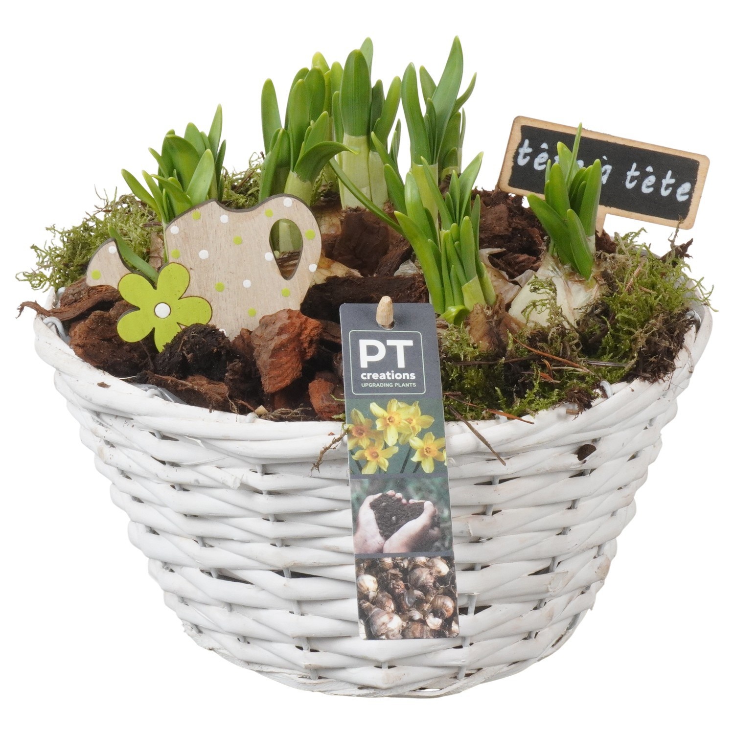 PTN8644 Arrangement Narcissus in rieten mand, D 24