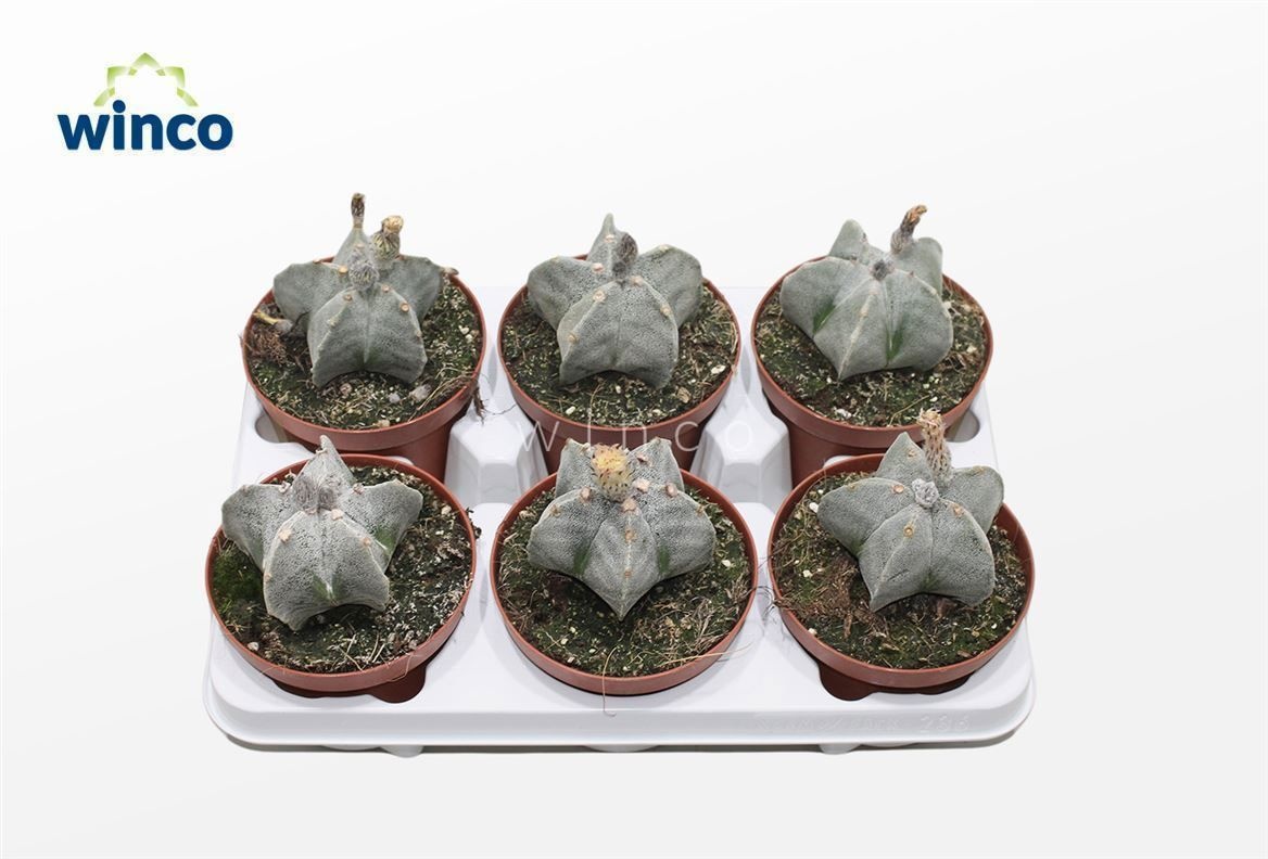 Astrophytum Myriostigma (Group), D 13
