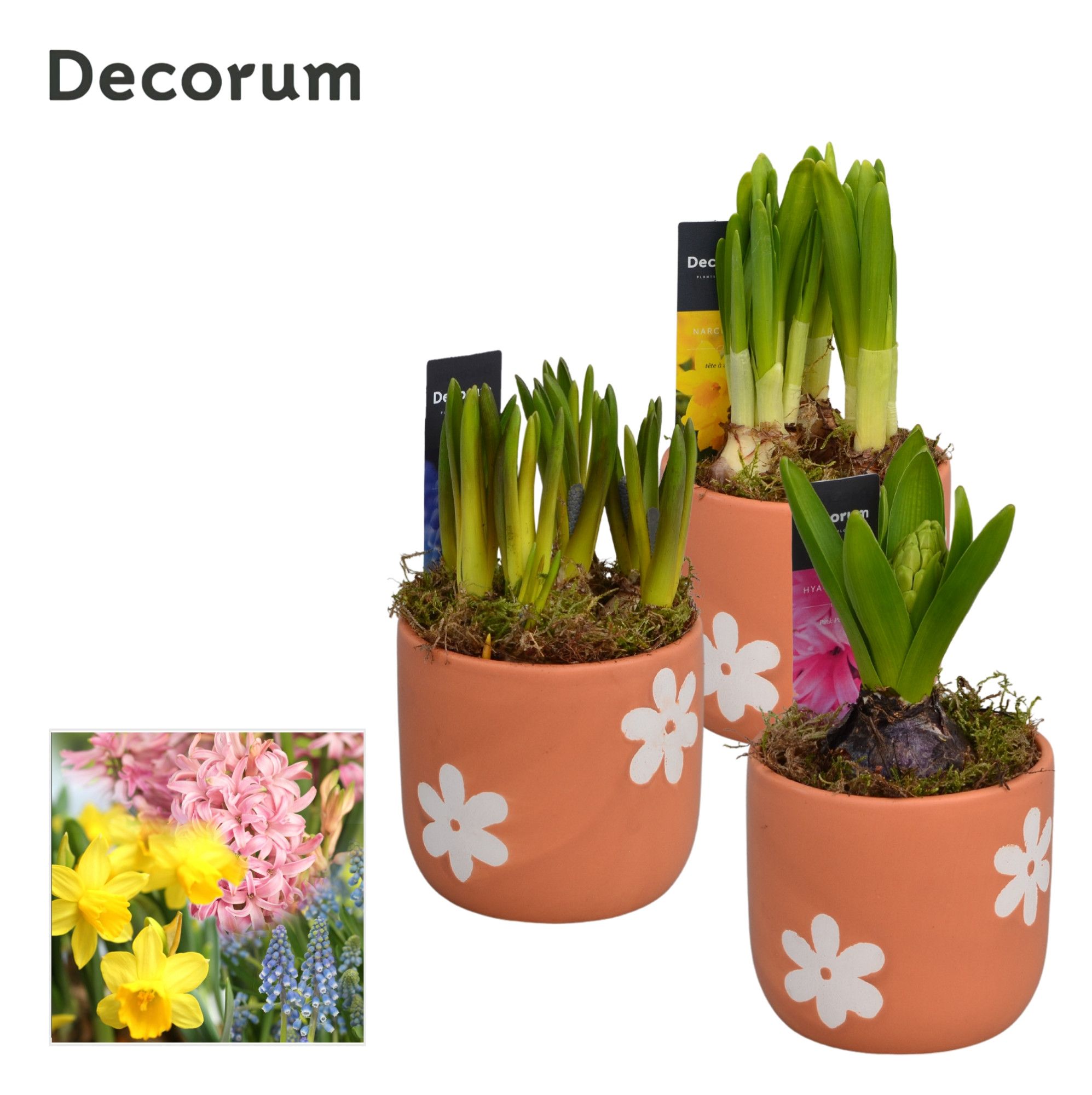 Bollenmix Terracotta HL13873B, D 10