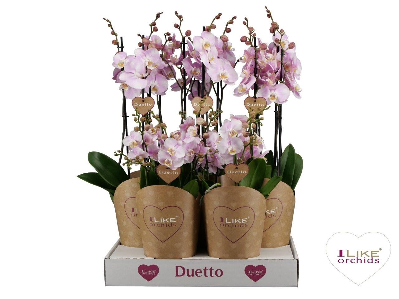 Duetto Combi tray roze, D 17