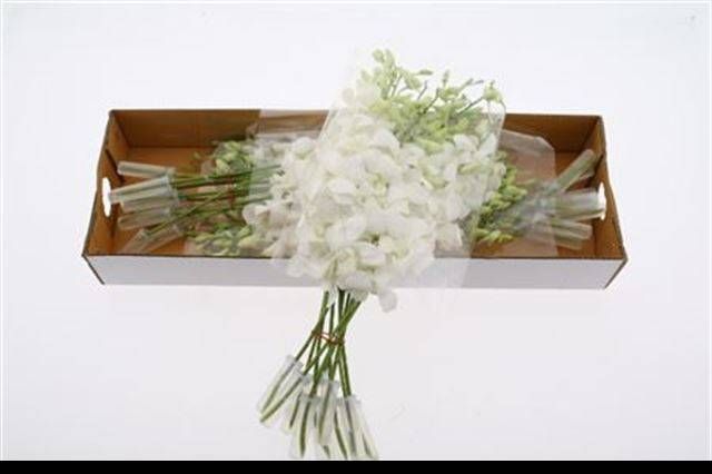 Дендробиум Помпон Вайт, шт.