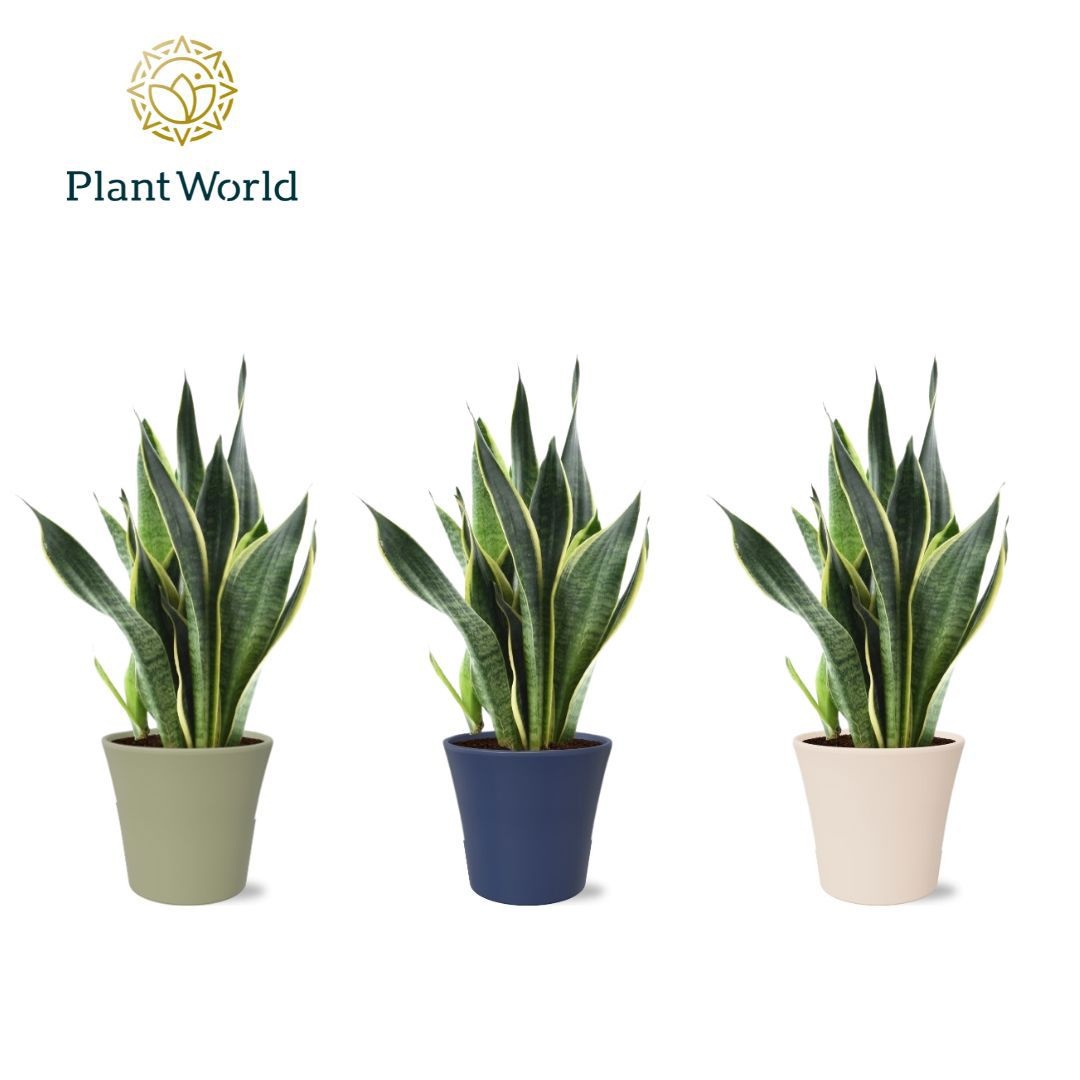 Sansevieria (Superba) in pot Coco collectie Top Blend, D 14