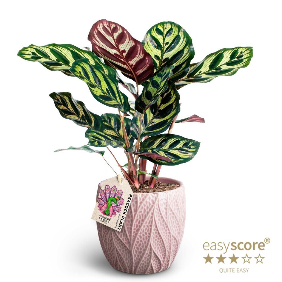 Leaf Rosa, Calathea makoyana, D 12