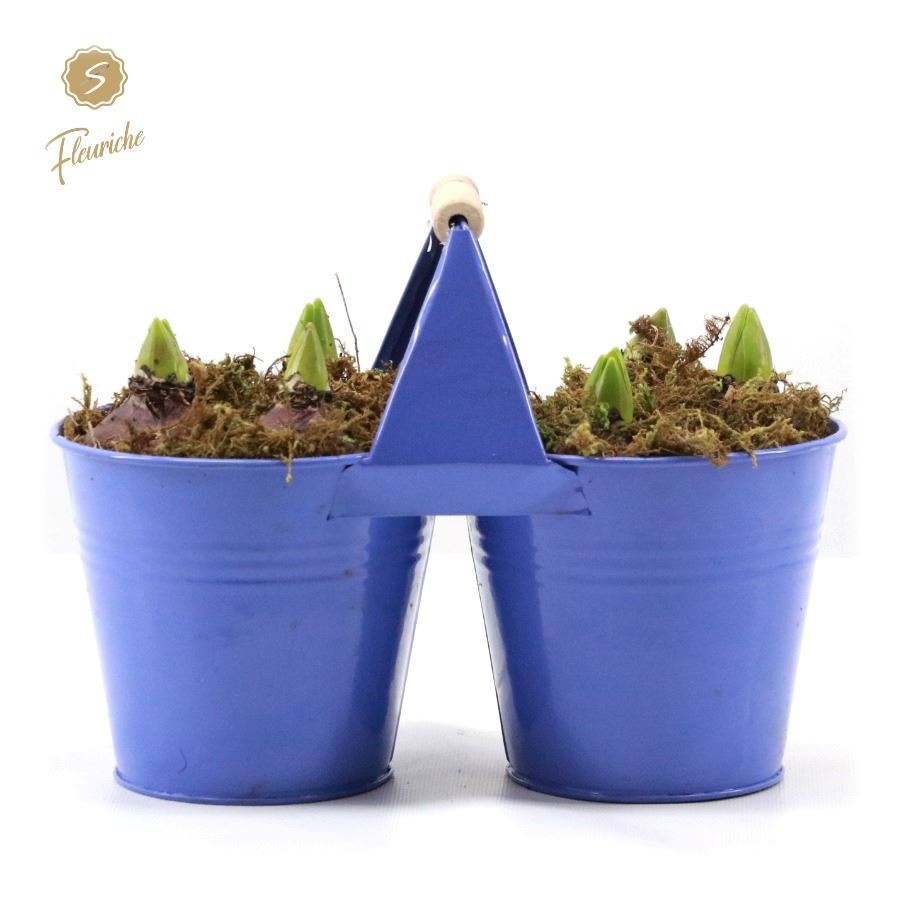 Hyacint in Zinc Purple Duo 3PP Mos, D 12