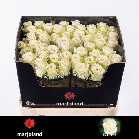 Роза од. Доломити 80, шт.