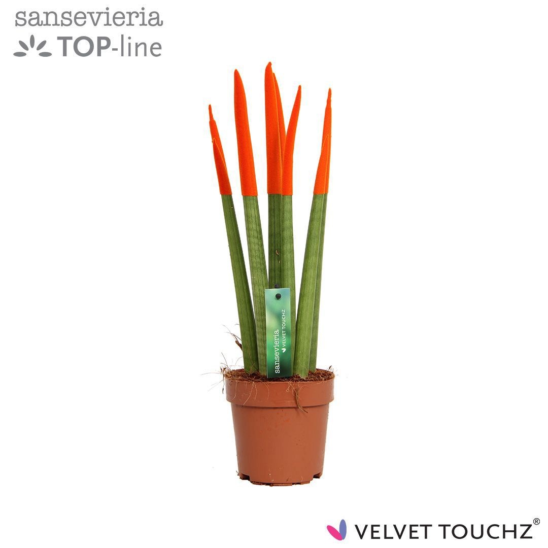 Sansevieria VELVET TOUCHZ® Oranje, D 12
