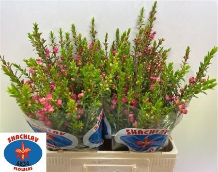 Шамекордия Рэй 70, шт.