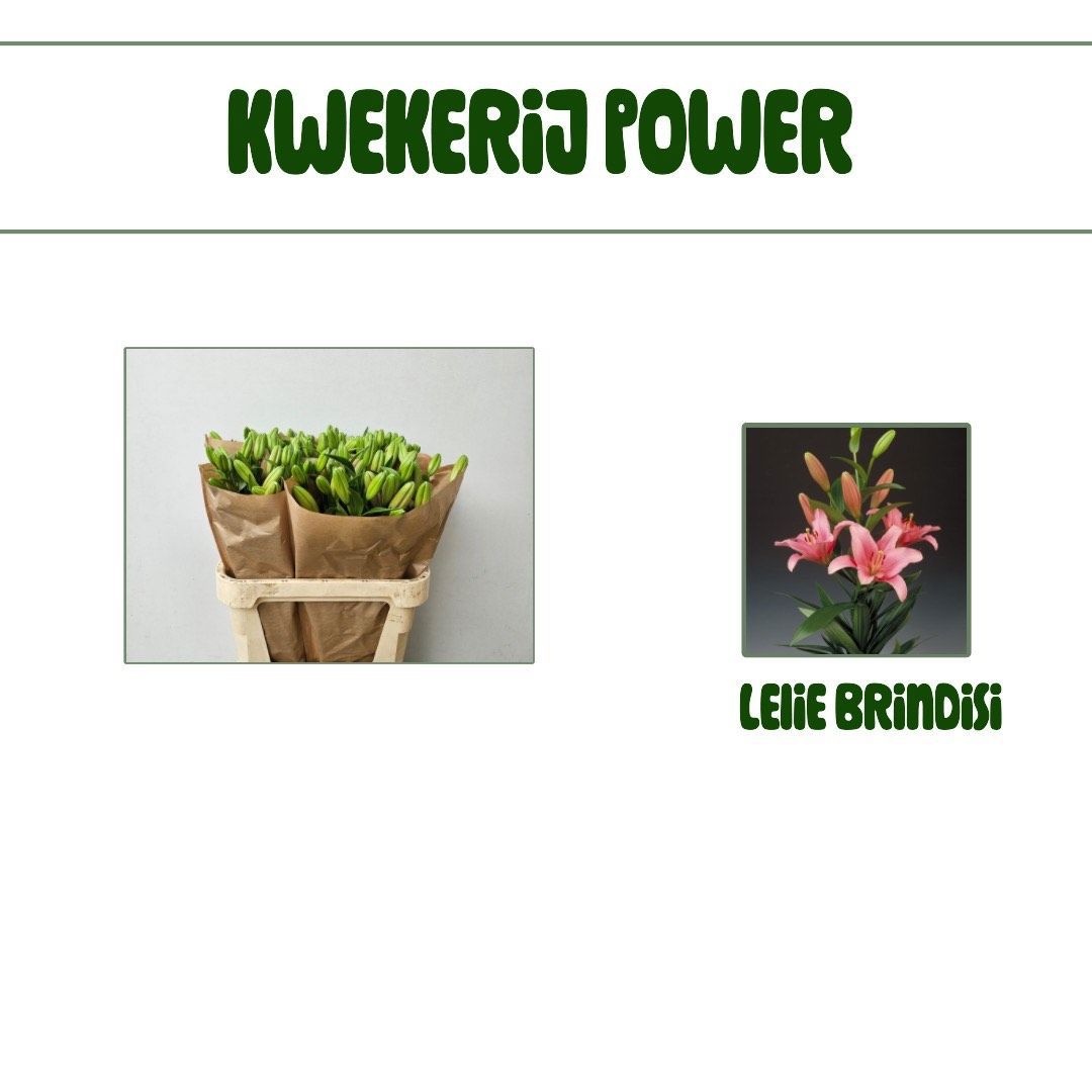 Лилия Бриндизи 85, шт.