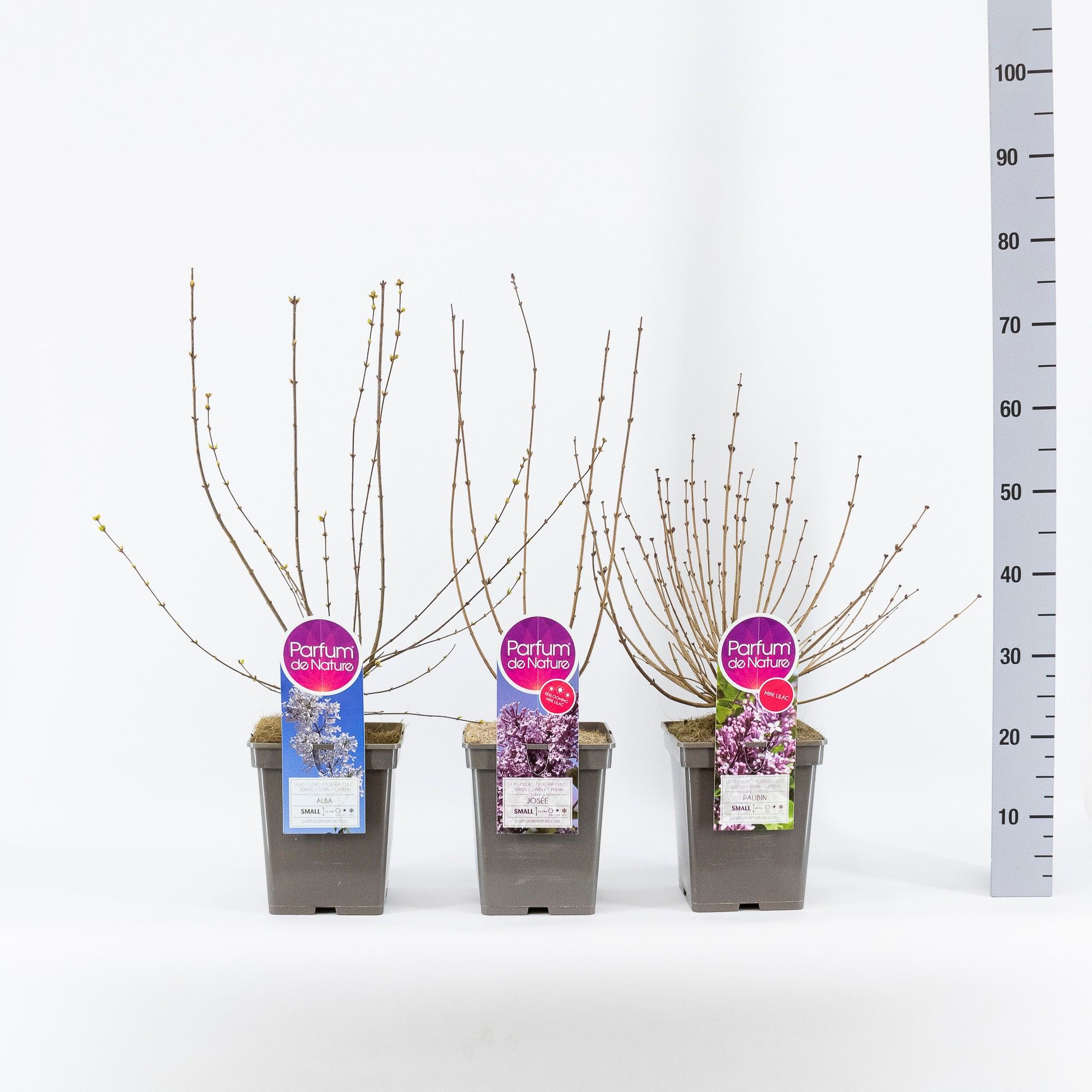 Syringa Mini sering mix, C5, D 23 cm Syringa Mini sering mix, C5, D 23 cm