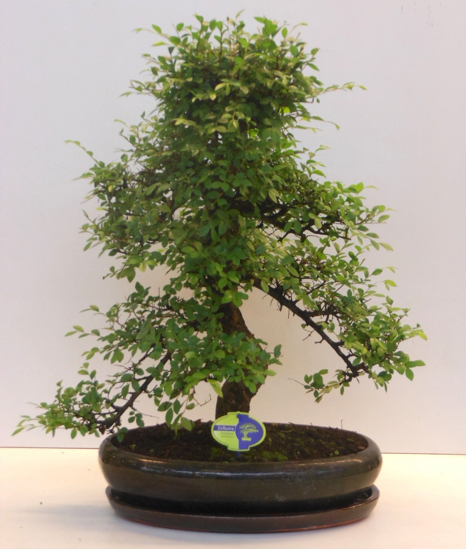 Zelkova parvifolia, 43cm., shape, with driptray, D 43