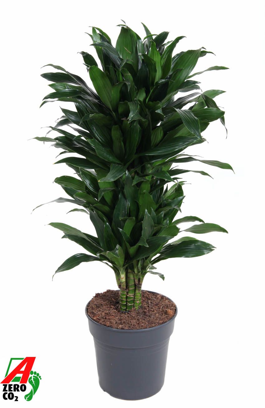 Dracaena Green Jewel vertakt P27, D 27