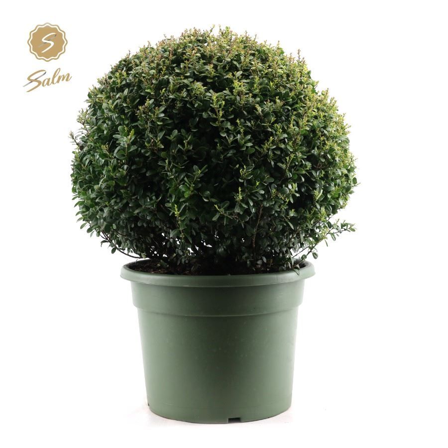 Ilex crenata Ball Ø60cm P40, D 40