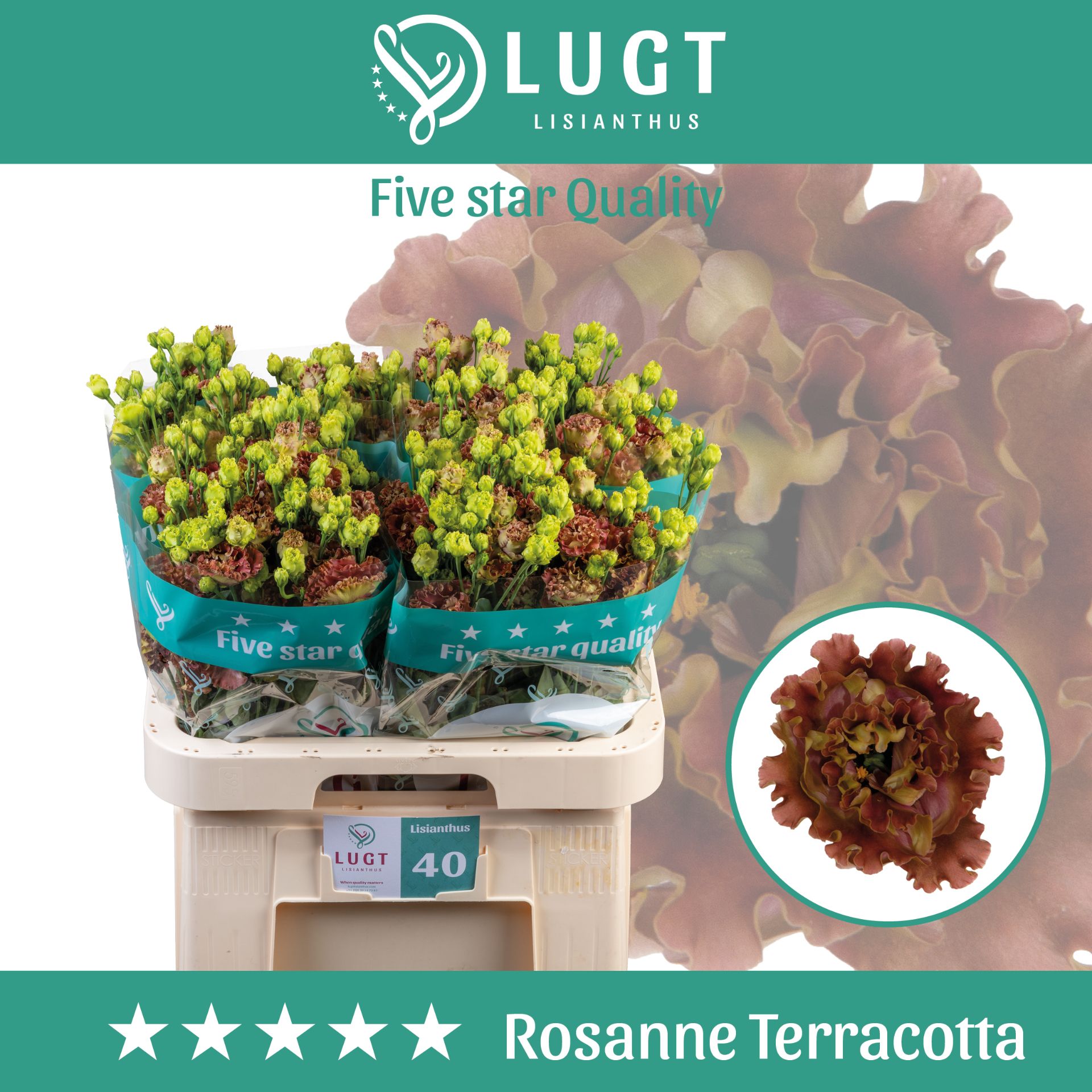 Эустома Росанне Терракотта 70 (корич.), шт.